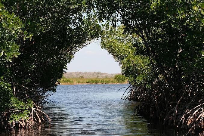 Karbon dalam Ekosistem Mangrove di Indonesia: Potensi, Peran, dan Tantangan Pengelolaannya